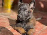 Dişi Erkek Belçika Kurdu Malinois Yavrularımız