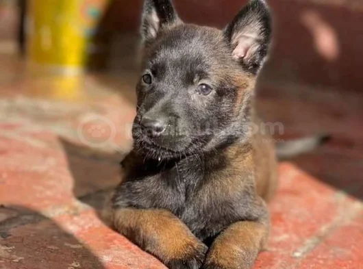 Dişi Erkek Belçika Kurdu Malinois Yavrularımız görsel