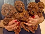 Dişi erkek toy poodle yavrularımız