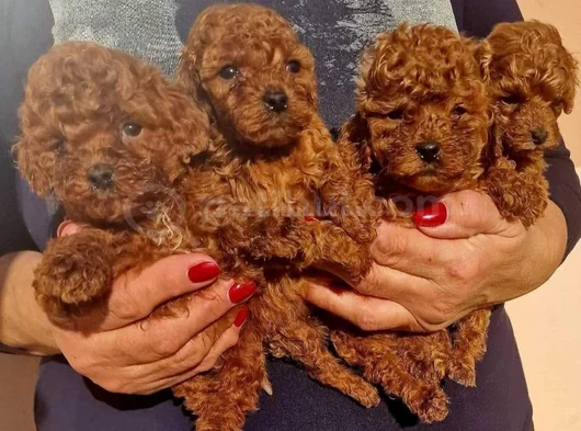 Dişi erkek toy poodle yavrularımız