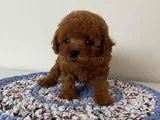Dişi Erkek Toy Poodle Yavrularımız