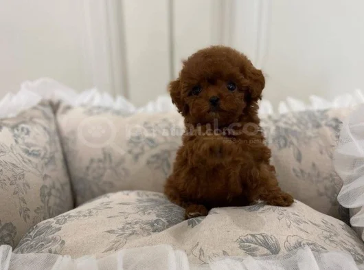 Dişi Erkek Toy Poodle Yavrularımız görsel