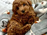 Dişi Erkek Toy Poodle Yavrularımız