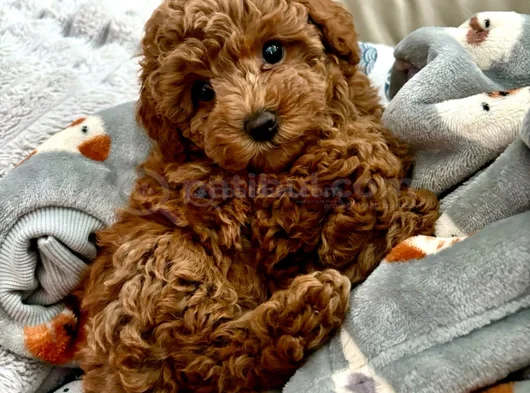 Dişi Erkek Toy Poodle Yavrularımız görsel