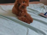 0 Boy Poodle Bebeklerim