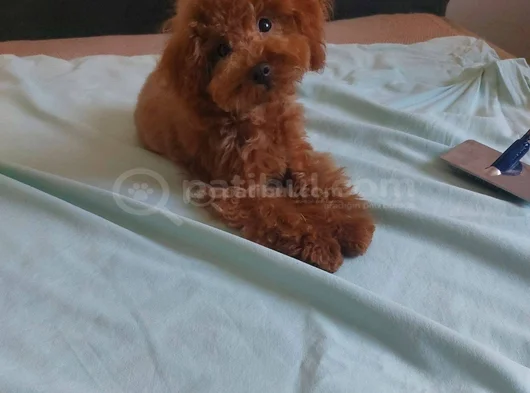 0 Boy Poodle Bebeklerim görsel