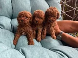 0 Boy Poodle Bebeklerim