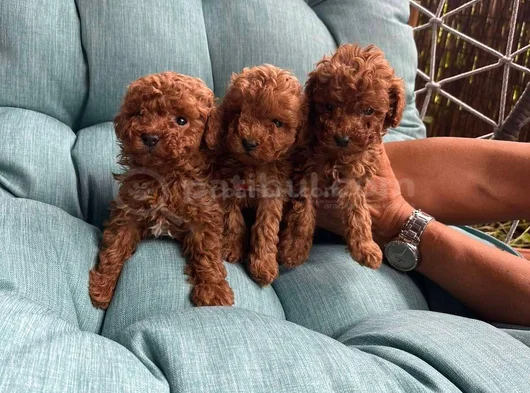 0 Boy Poodle Bebeklerim