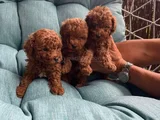 0 Boy Poodle Bebeklerim