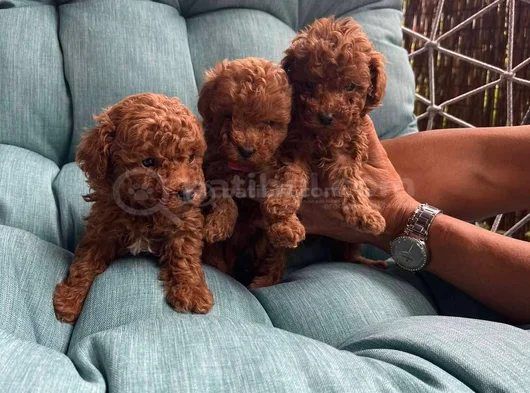 0 Boy Poodle Bebeklerim görsel