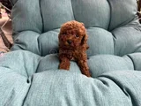 0 Boy Poodle Bebeklerim