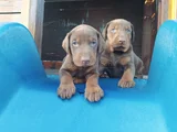 Kızıl doberman Yavrularımız teslime hazır