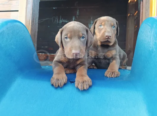 Kızıl Doberman Yavrularımız Teslime Hazır