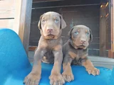 Kızıl Doberman Yavrularımız Teslime Hazır