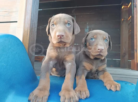 Kızıl Doberman Yavrularımız Teslime Hazır görsel