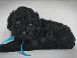Poodle Irkının En Özel Rengi Siyah Inciler