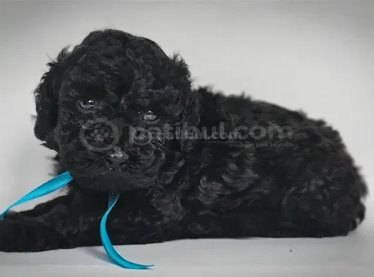 Poodle ırkının en özel rengi siyah inciler