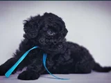 Poodle Irkının En Özel Rengi Siyah Inciler