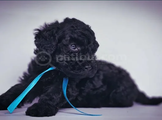 Poodle Irkının En Özel Rengi Siyah Inciler görsel