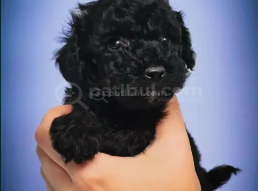 Poodle Irkının En Özel Rengi Siyah Inciler görsel