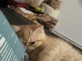 Egzotik Shortair Yavrularım Sağlık Ve Irk Garantili