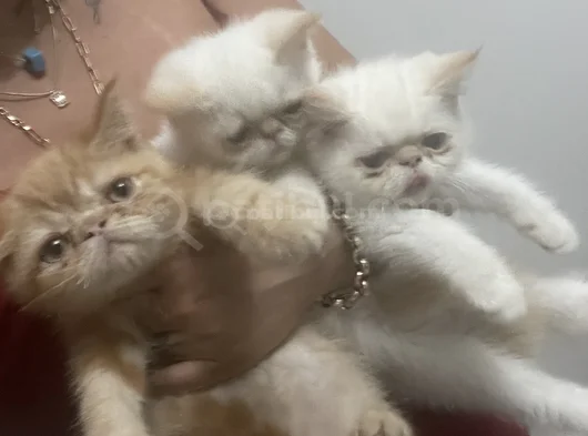 Egzotik Shortair Yavrularım Sağlık Ve Irk Garantili görsel