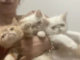 Egzotik Shortair Yavrularım Sağlık Ve Irk Garantili