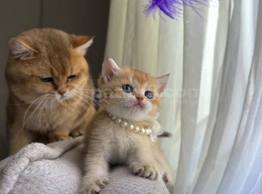 Show Kali̇te Golden Bri̇ti̇sh Shorthai̇r görsel