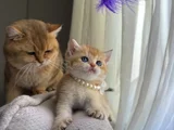 Show Kali̇te Golden Bri̇ti̇sh Shorthai̇r