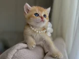Show Kali̇te Golden Bri̇ti̇sh Shorthai̇r