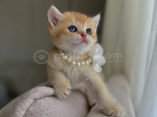 Show Kali̇te Golden Bri̇ti̇sh Shorthai̇r görsel