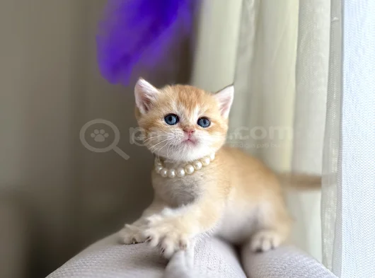 Show Kali̇te Golden Bri̇ti̇sh Shorthai̇r görsel