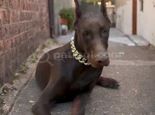 Üst Düzey Europan 8 Aylik Erkek Doberman görsel