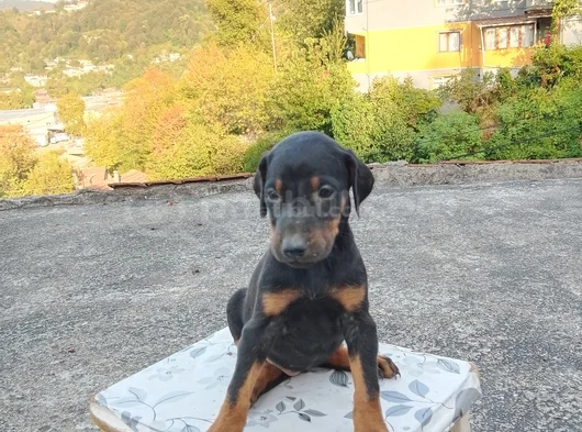 King Doberman