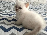 DİŞİ VE ERKEK BLUEPOİNT BEBEKLERİM