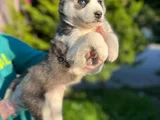 Maskeli Mavi Gözlü En Özel Sibirya Kurdu Husky