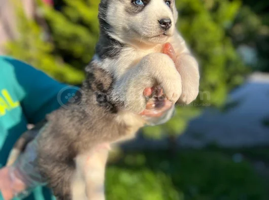 Maskeli Mavi Gözlü En Özel Sibirya Kurdu Husky görsel