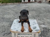 King Doberman