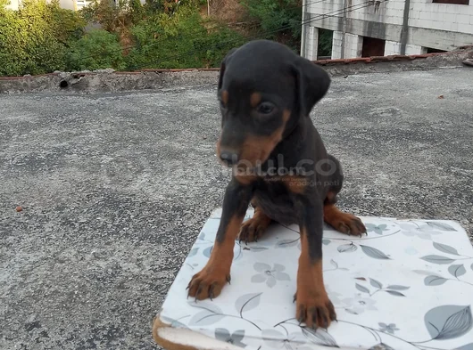 King Doberman görsel