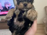 0 Numara Yorkie Terrier Yavrular