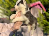 Maskeli Mavi Gözlü En Özel Sibirya Kurdu Husky