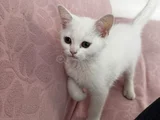 British Shorthair Cinsi Sahiblendirme Kedi 