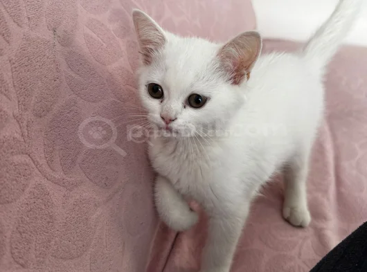 British Shorthair Cinsi Sahiblendirme Kedi  görsel