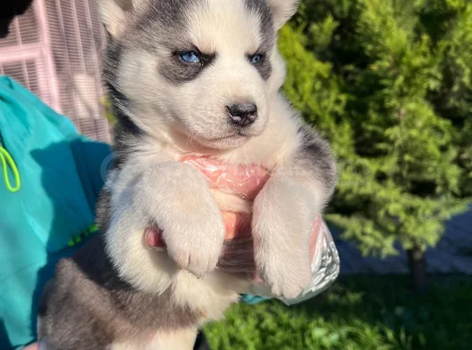 Maskeli Mavi Gözlü En Özel Sibirya Kurdu Husky