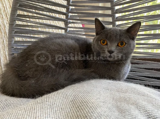 Ankara İçi̇ Ücretsi̇z 8 Aylik Di̇şi̇ Bri̇ti̇sh Shorthai̇r Bebek Ked