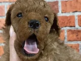 Sevgiyle Büyüyen Safkan Poodle Bebeklerimiz