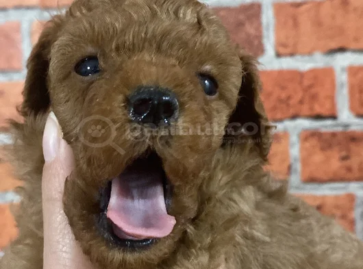 Sevgiyle Büyüyen Safkan Poodle Bebeklerimiz görsel