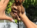 Toy Poodle Ped Eğitimli Sağlık Ve Irk Garantili