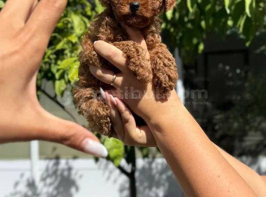 Toy Poodle Ped Eğitimli Sağlık Ve Irk Garantili görsel