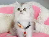 Show Kalite Silver Shaded British Longhair